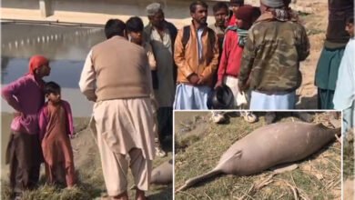 Photo of محکمہ وائلڈ لائف کی مجرمانہ نااہلی سے نایاب ڈولفن معدومیت کے خطرات سے دوچار