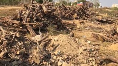 Photo of کراچی کے کڈنی ہل پارک میں ٹمبر مافیا سرگرم، سیکڑوں درخت کاٹ دیے
