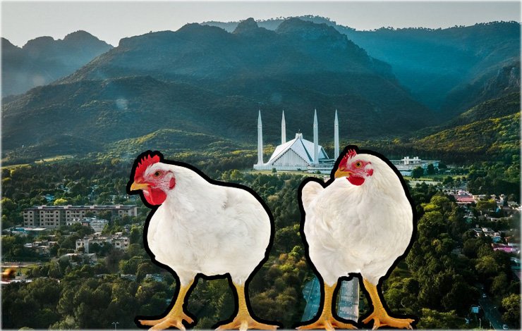 city ​​power, chicken, Price, cow, Meat, equal, شہر اقتدار، چکن، قیمت، گائے، گوشت، برابر،