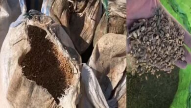 Photo of محکمہ فوڈ کے افسران کی ملی بھگت: فلور ملز کو مضرصحت گندم کی سپلائی جاری