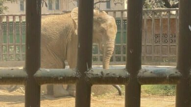 Photo of ماروی مظہر کا چڑیا گھر بند کرنیکا مطالبہ، ہتھنی کے غیرملکی معالجین کی آمد جلد متوقع