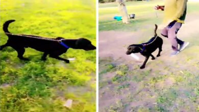 Photo of کتے کی ہلاکت کا معاملہ: تھانہ فیروزآباد کے ایس ایچ او کے خلاف توہین عدالت کی درخواست جمع